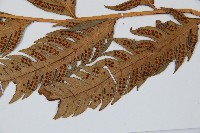 生芽狗脊蕨、頂芽狗脊蕨藏品圖，第5張