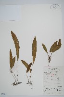 單葉雙蓋蕨藏品圖，第1張