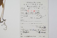 單葉雙蓋蕨藏品圖，第2張