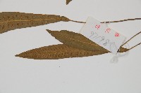 單葉雙蓋蕨藏品圖，第3張