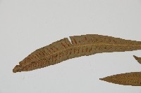 單葉雙蓋蕨藏品圖，第4張