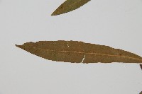 單葉雙蓋蕨藏品圖，第5張