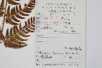 兩色鱗毛蕨藏品圖，第2張