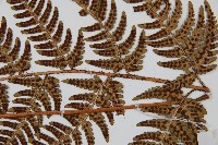 兩色鱗毛蕨藏品圖，第3張