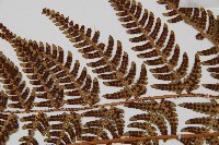 兩色鱗毛蕨藏品圖，第4張