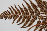 兩色鱗毛蕨藏品圖，第5張