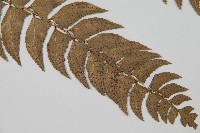 鐮羽貫眾藏品圖，第3張