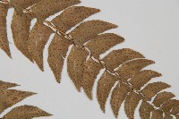 鐮羽貫眾藏品圖，第4張