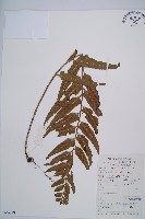 萊氏鐵角蕨藏品圖，第1張