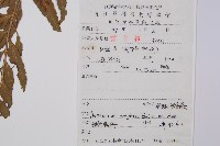 萊氏鐵角蕨藏品圖，第2張