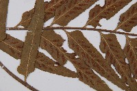 萊氏鐵角蕨藏品圖，第4張