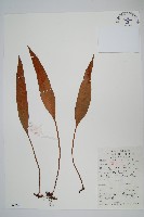 石葦藏品圖，第1張