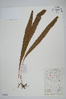 大星蕨藏品圖，第1張