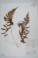 密腺副金星蕨藏品圖，第1張