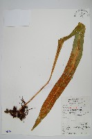 光石韋藏品圖，第1張