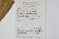 光石韋藏品圖，第2張