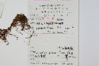 大星蕨藏品圖，第2張