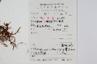 多形石葦藏品圖，第2張
