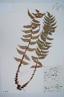 貫眾蕨藏品圖，第1張