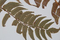 貫眾蕨藏品圖，第3張