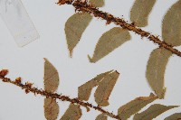 貫眾蕨藏品圖，第4張