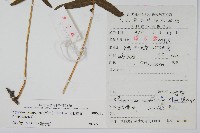 日本水龍骨藏品圖，第2張