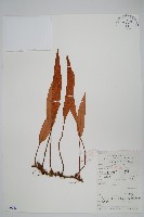 石葦藏品圖，第1張