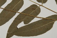 美羽鳳丫蕨藏品圖，第3張