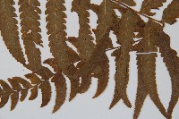 邊緣鱗蓋蕨藏品圖，第3張