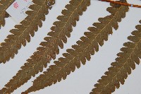 邊緣鱗蓋蕨藏品圖，第5張