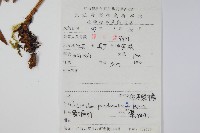 假黑鱗耳蕨藏品圖，第2張