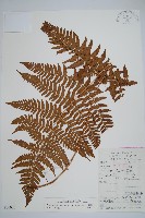 疏葉鱗毛蕨藏品圖，第1張