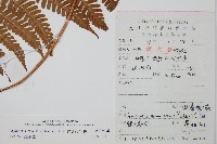 疏葉鱗毛蕨藏品圖，第2張