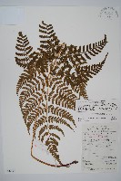 長葉鱗毛蕨藏品圖，第1張