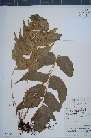 細齒貫眾蕨藏品圖，第1張