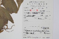 細齒貫眾蕨藏品圖，第2張