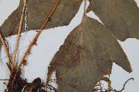 細齒貫眾蕨藏品圖，第3張