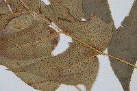 細齒貫眾蕨藏品圖，第4張