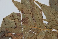 細齒貫眾蕨藏品圖，第5張