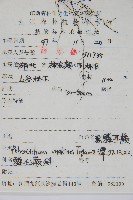 黑鱗耳蕨藏品圖，第2張