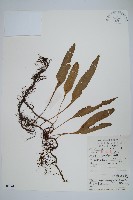 波氏星蕨藏品圖，第1張