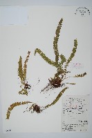 鞭葉耳蕨藏品圖，第1張