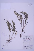 長生鐵角蕨藏品圖，第1張