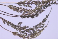 長生鐵角蕨藏品圖，第3張