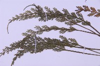 長生鐵角蕨藏品圖，第4張