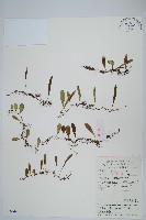 抱石蓮藏品圖，第1張
