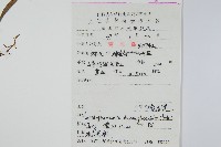 抱石蓮藏品圖，第2張