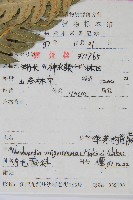 生芽狗脊蕨、頂芽狗脊蕨藏品圖，第2張