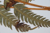 生芽狗脊蕨、頂芽狗脊蕨藏品圖，第3張