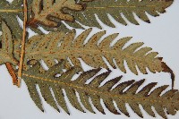 生芽狗脊蕨、頂芽狗脊蕨藏品圖，第4張